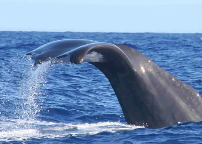 Casa Da Avo Irene Feriehus