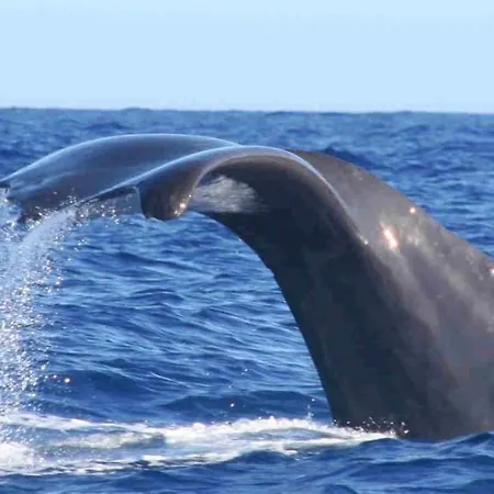 Casa Da Avo Irene 別荘