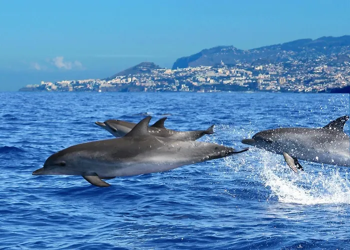 Casa Da Avo Irene 푼샬