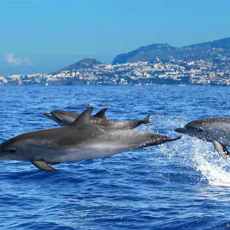 Casa Da Avo Irene פונשל